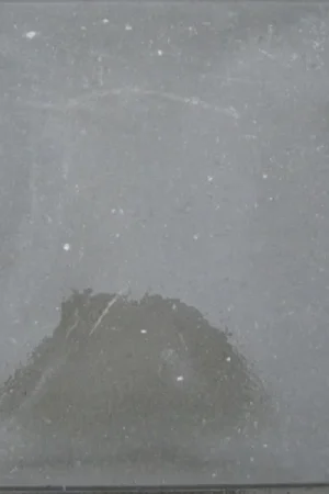 Bestseller Betontegel 50x50x5 Grijs KOMO