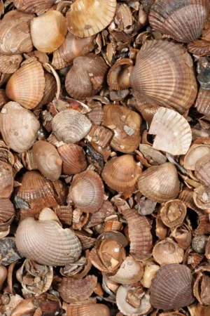 Uitverkoop Michel Oprey - Siergrind Schelpen - 3-20 mm - bont - Zak 20 kg