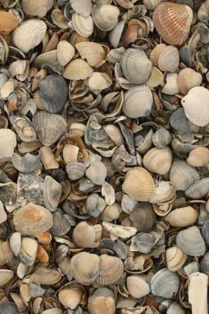 Beste Prijs Excluton - 17 ltr Schelpen 8-16mm