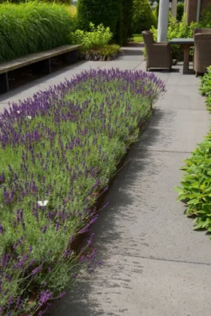 Beperkt Aanbod Schellevis Oud Hollandse Tegel Antraciet 200x100x10 cm