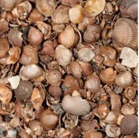 Beperkt Aanbod Schelpen gewassen 3-20 mm | 350kg / MBB*