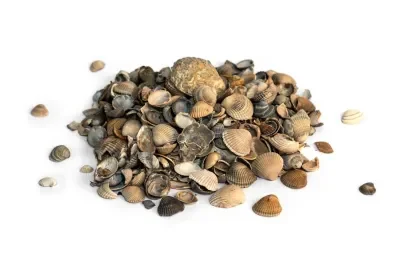 Tijdelijk Beschikbaar Schelpen 8-16mm 15L