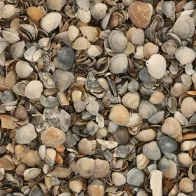 Weekendaanbieding 17 ltr Schelpen 8-16mm